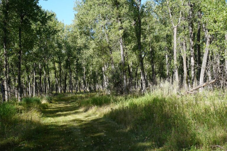 trail surrounded by grass and tall trees at Atkinson Nature Park